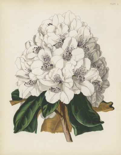 De Witte Cunningham Rhododendron, Rhododendron Cinnamomeum; var Cunninghami door English School